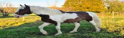 Allround hästar till salu: Blickfångare, american curly - Annons 7
