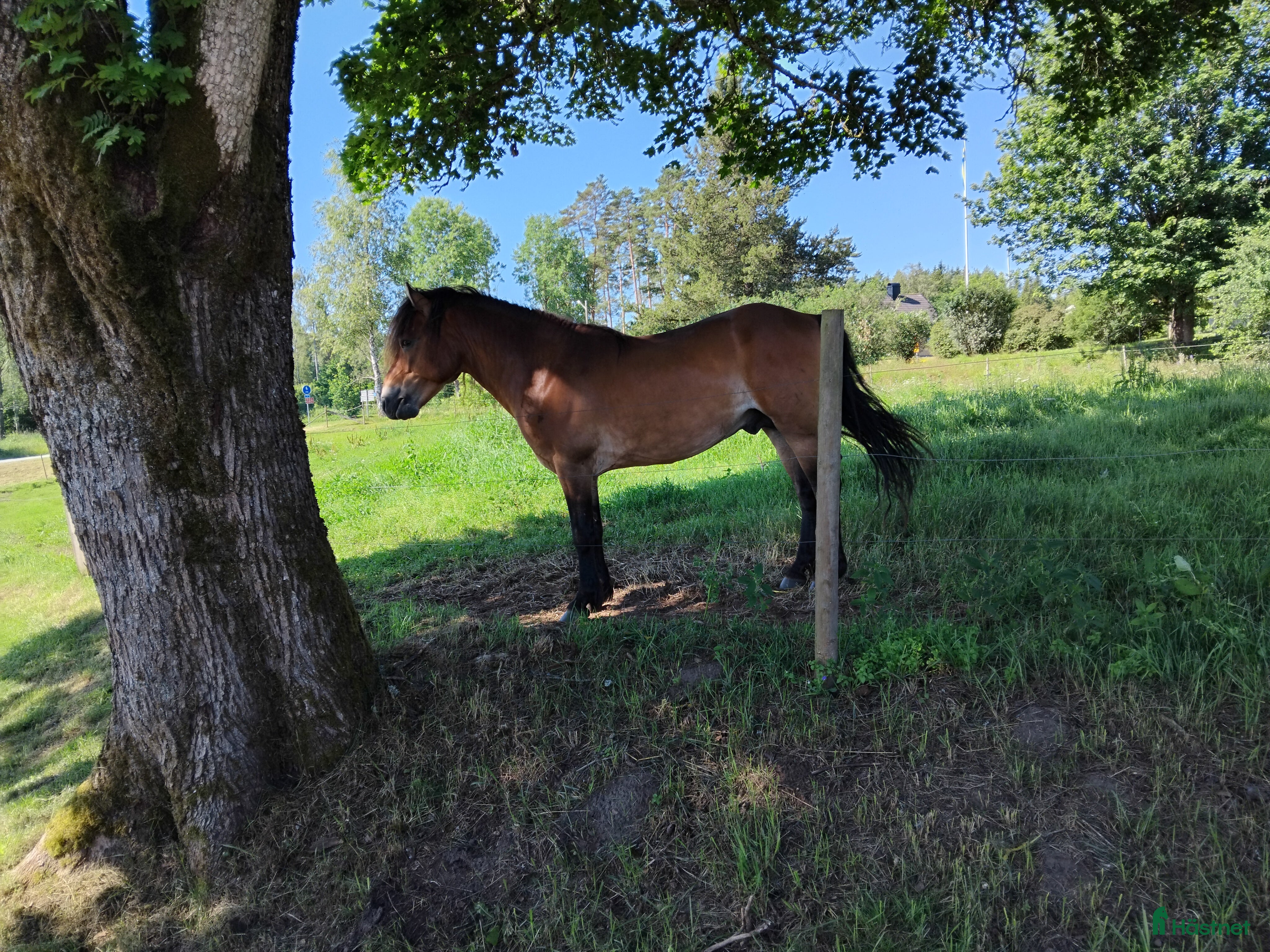  hästar Vår lilla russfamilj är till salu. i Månstad - Annons 1