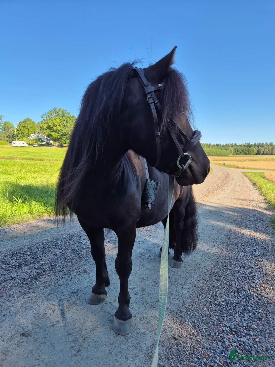 Allround hästar till salu: Trevlig shettisvalack 5 år - Annons 2