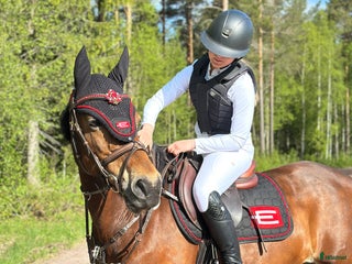 Allround hästar till salu: Fantastiskt Sto söker nytt och rätt hem i Rättvik - Annons 1