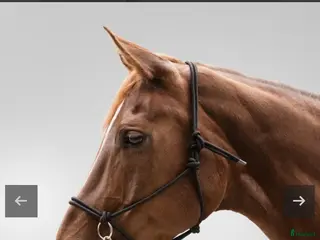 Träns hästutrustning Svart Rid Repgrimma med tyglar i Full - Annons 1