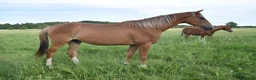 Hoppning hästar till salu: He.Ro Stud SUMMER SALE ! - Annons 20