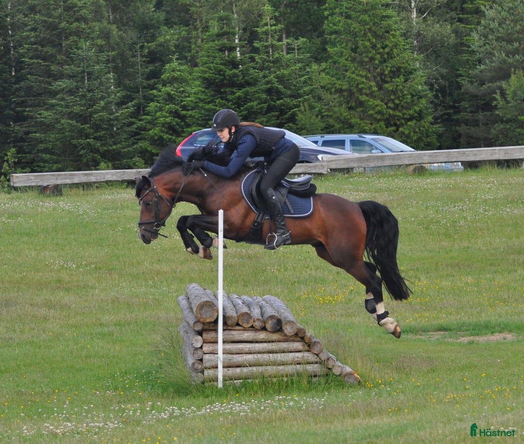  medryttarhäst finnes: Vill du djupdyka inom avel, ponny och ridning? i Hjärnarp - Annons 13