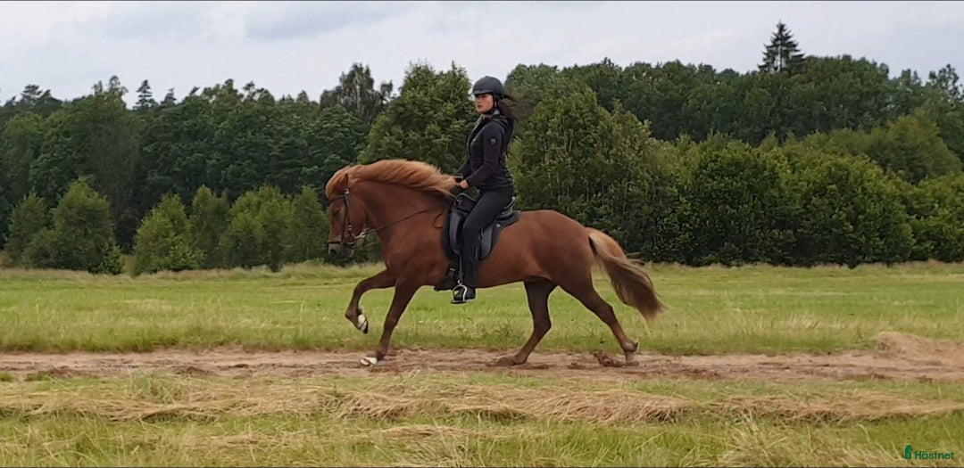 Island hästar till salu: 3 islandsston av hög kvalitet säljes pga flytt  i Fjärås - Annons 12