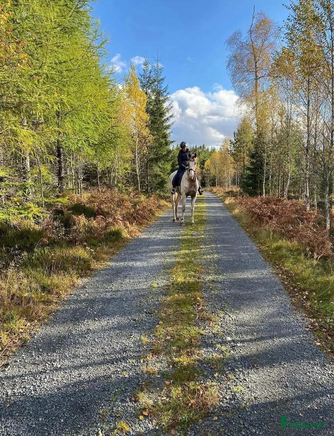  hästservice finnes: Inridning och tillridning  - Annons 8