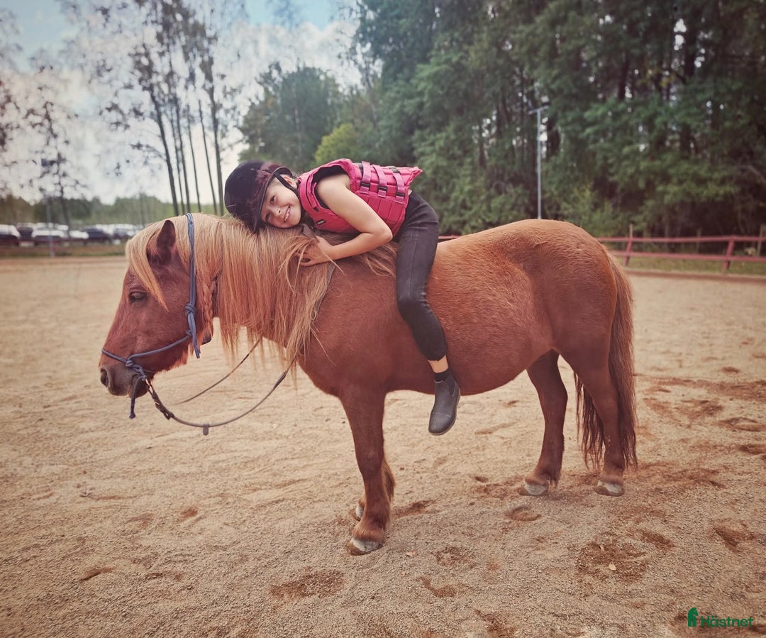  medryttarhäst finnes: Söker 2 hästar runt Västerhaninge  i Västerhaninge - Annons 4