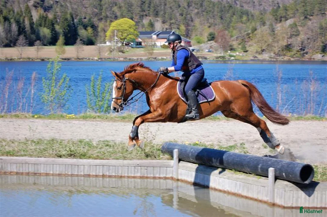 Avelshästar hästar till salu: Unghest klar for 5 års klassene - Annons 9