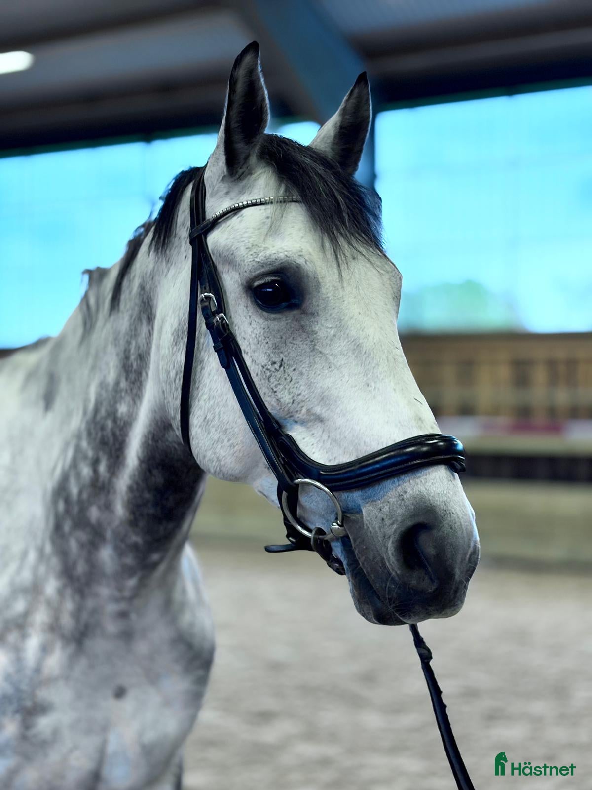  hästar Snygg och trevlig valack med potential i Onsala - Annons 9