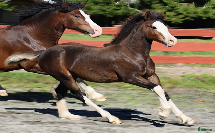  hästar **SÅLD** Mycket fint welsh cob stoföl i Kil - Annons 11