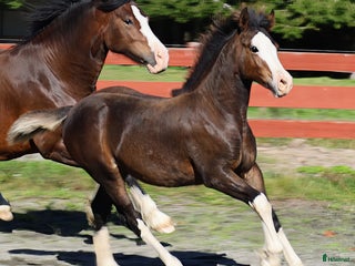 hästar **SÅLD** Mycket fint welsh cob stoföl i Kil - Annons 12