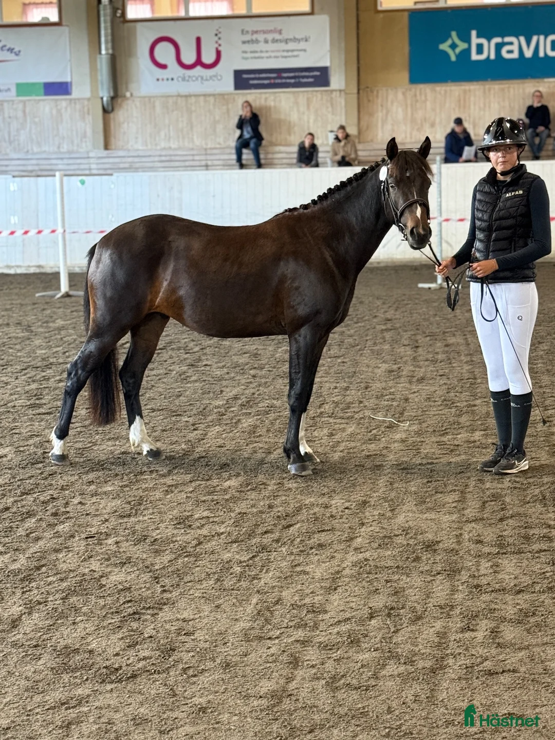 Allround hästar till salu: Conrad All Star  - Annons 2