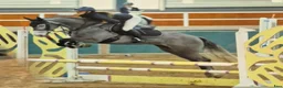 Hoppning hästar till salu: Jumping ponies  - Annons 1