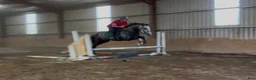 Allround hästar till salu: Irish Draught gelding 168cm - Annons 16