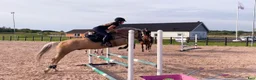 Allround hästar till salu: Underbar allroundponny - Annons 4