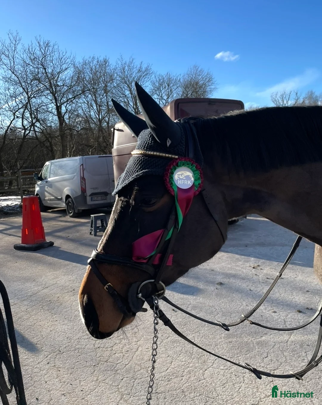 Hoppning hästar till salu: Hoppsto  - Annons 3