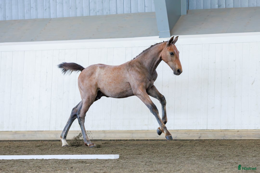 Hoppning hästar till salu: Framtida hoppstjärna  i Väse - Annons 1
