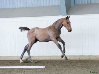 hästar Framtida hoppstjärna i Väse - Annons 7