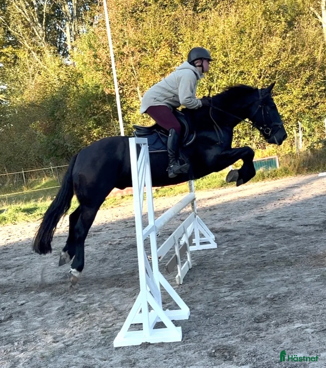 Allround hästar till salu: Sportponny för samtliga discipliner 🐴  - Annons 2