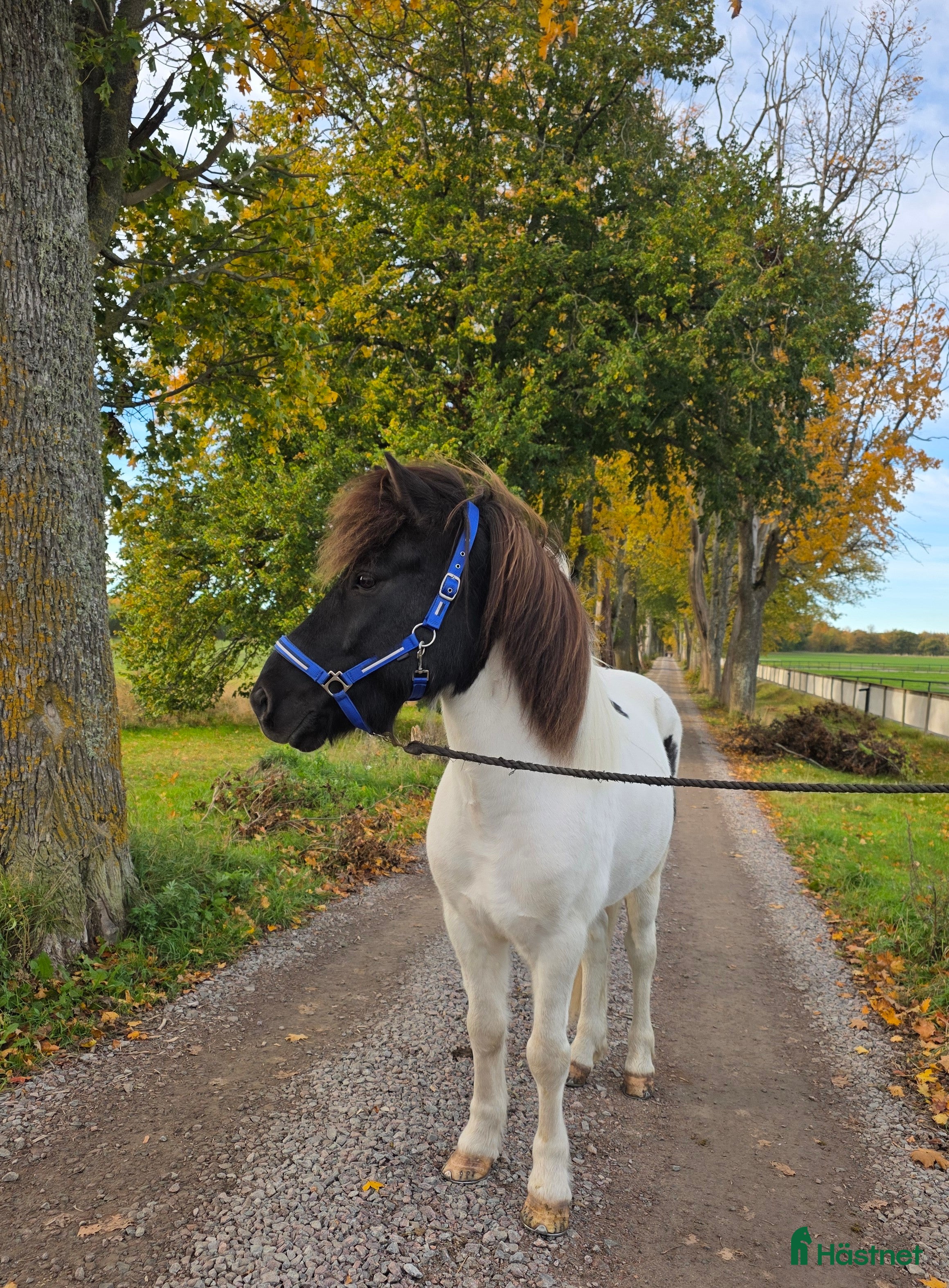  hästar Jupiter från Ishant i Skänninge - Annons 6