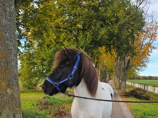 hästar Jupiter från Ishant i Skänninge - Annons 12
