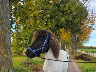 hästar Jupiter från Ishant i Skänninge - Annons 22