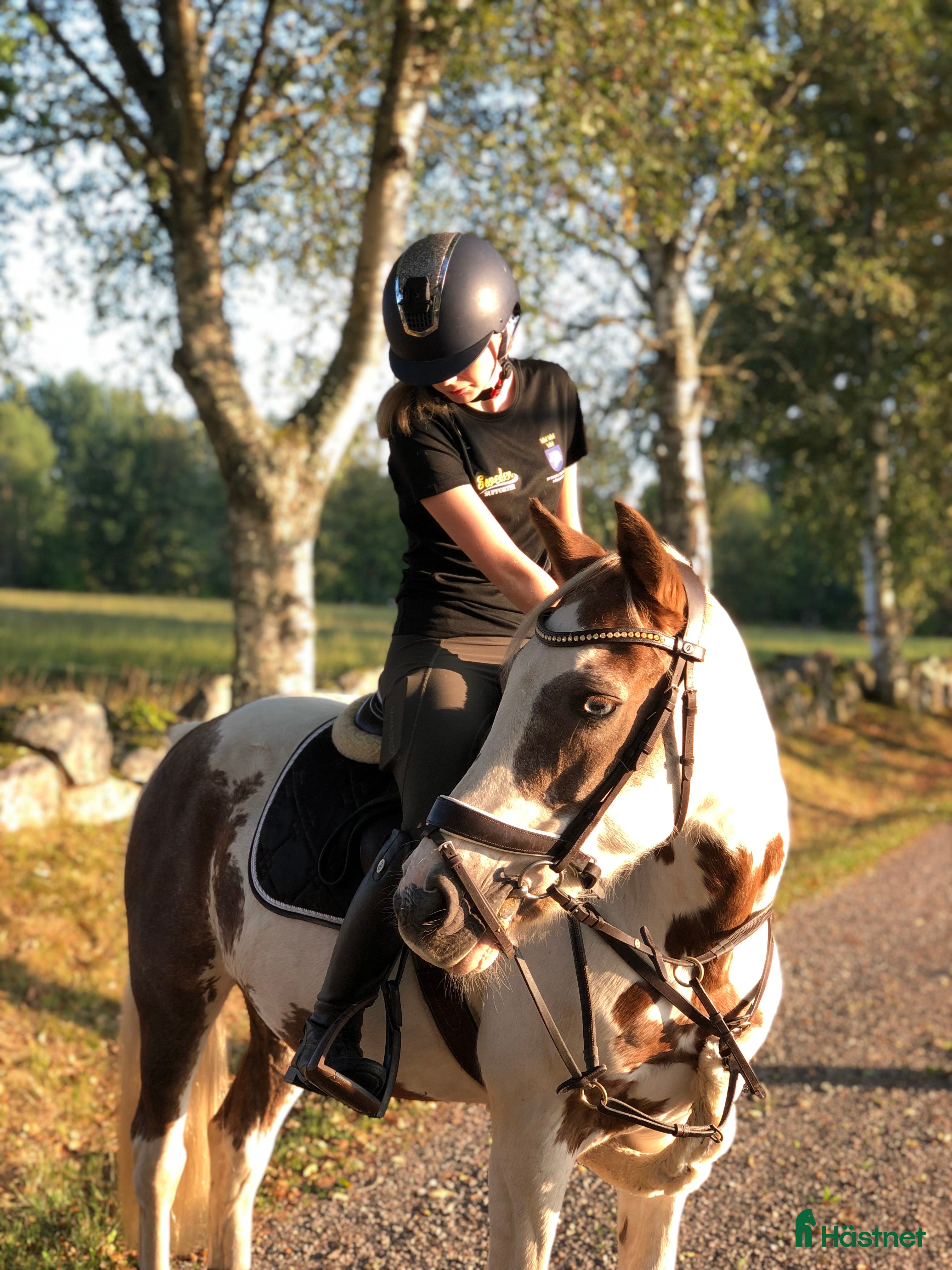  hästar Fin läromästare  i Tidaholm - Annons 18
