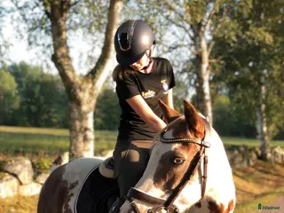 hästar Fin läromästare i Tidaholm - Annons 18