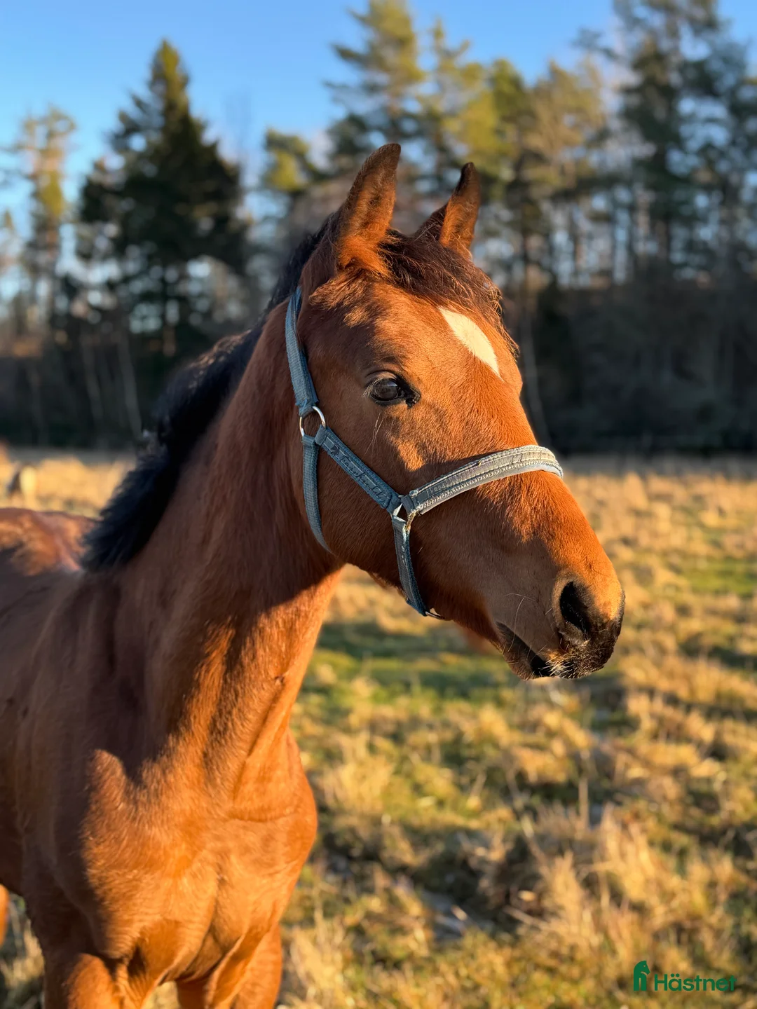 Allround hästar till salu: Swb hingst e. Cornettino Ask  - Annons 6