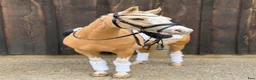 Dressyr hästar till salu: Upcomming FEI pony i Ballerups församling - Annons 3