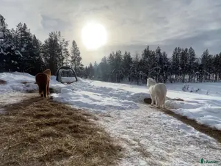 hästar Sökes! - Annons 14