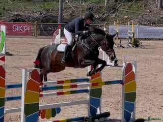 hästar Trevligt SWB-sto i Kumla - Annons 17