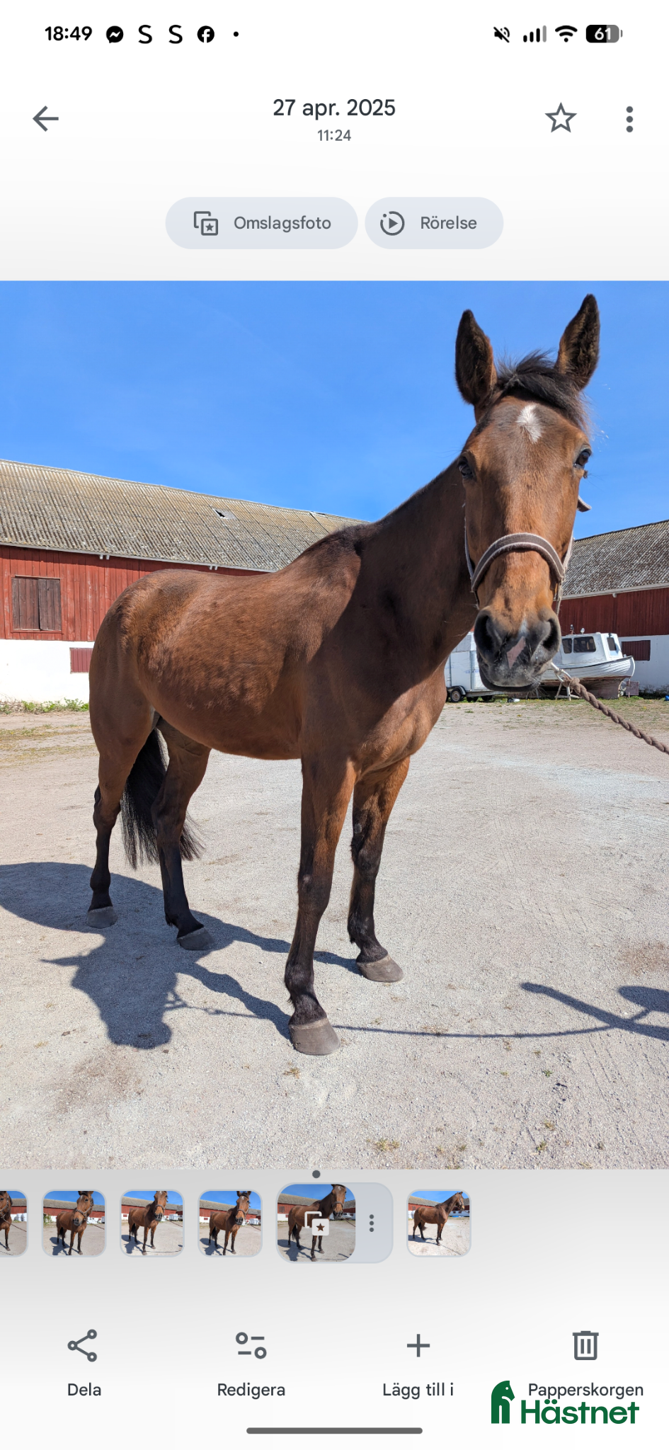  hästar Trevligt varmblod  - Annons 1