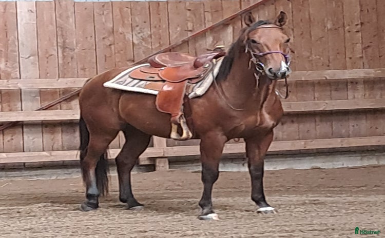  hästar i Sjöbo - Annons 5