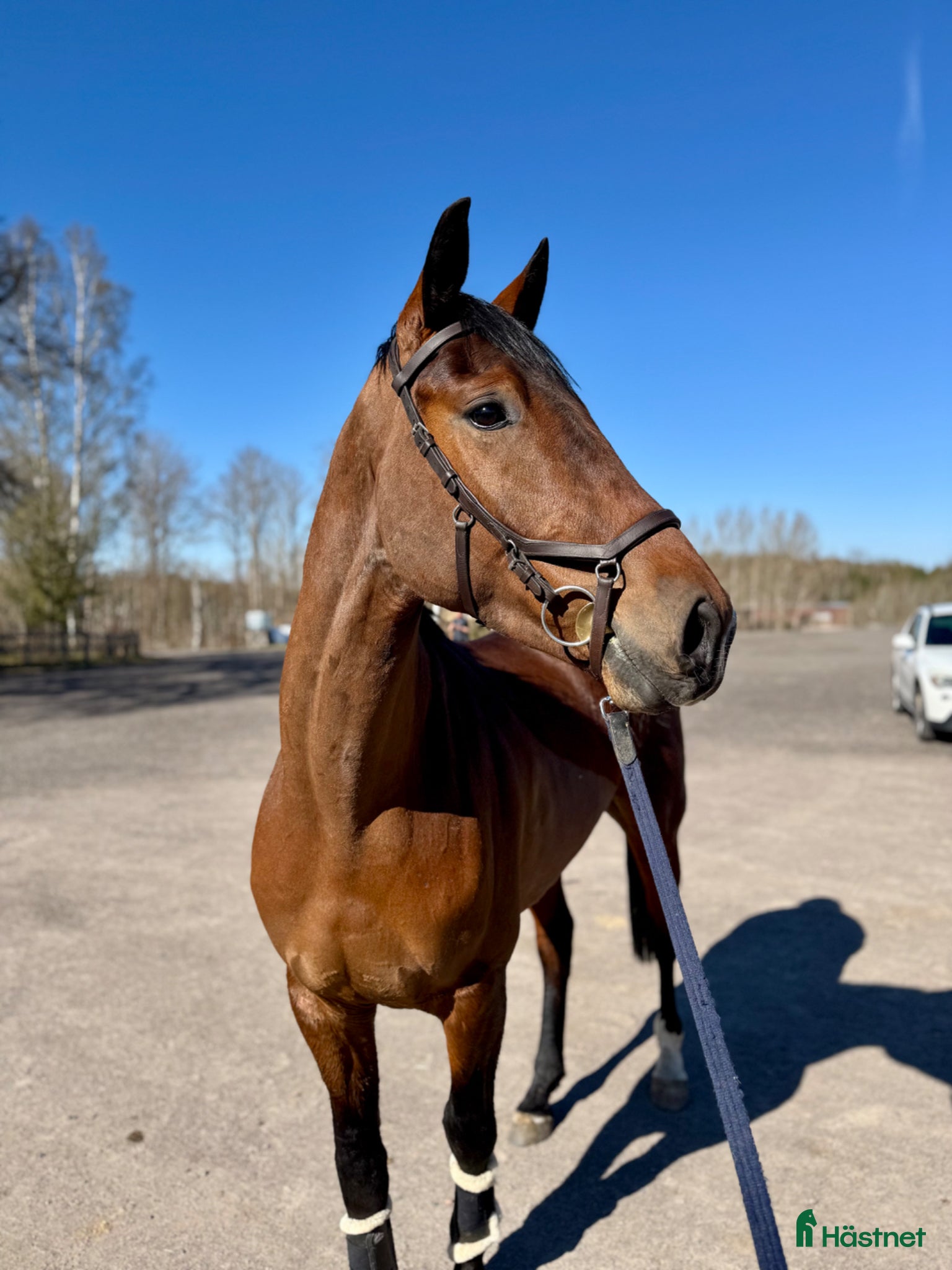  hästar Fynda unghäst! - Annons 4