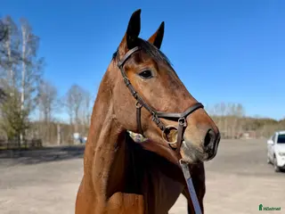 hästar Fynda unghäst! - Annons 4