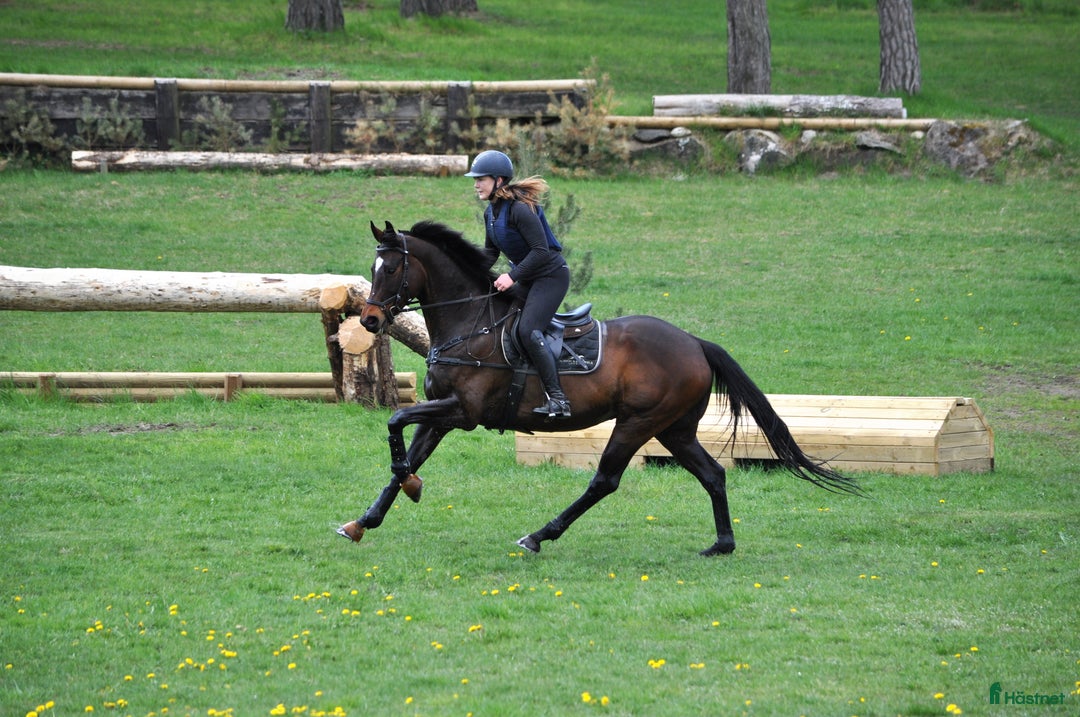  foderhäst finnes: Fodervärd till Fullblodsvalack i Kristianstad - Annons 1