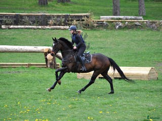 foderhäst Fodervärd till Fullblodsvalack i Kristianstad - Annons 5