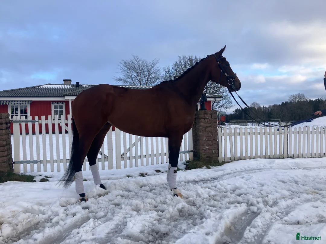 Allround hästar till salu: Fantastisk bästa vän  i Skara - Annons 2