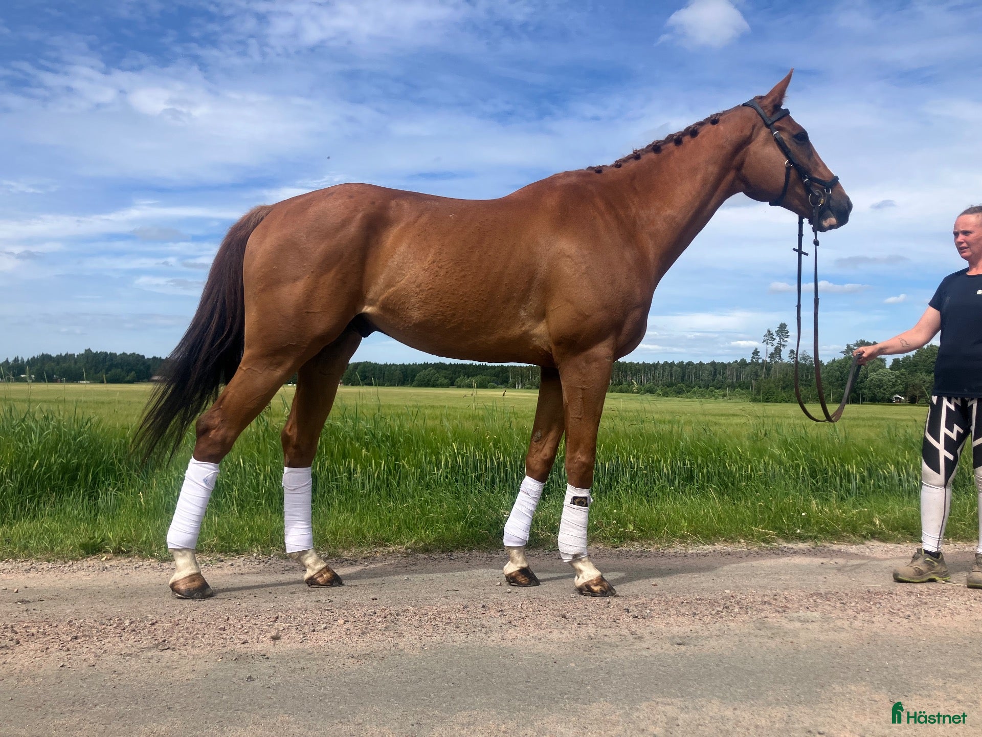 hästar Kanonfin Allround häst - Annons 1