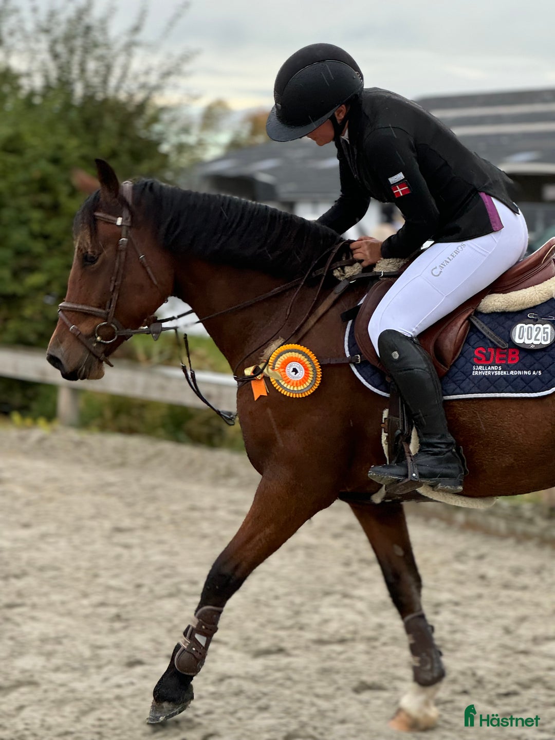  hästservice finnes: AK Horses - Annons 5