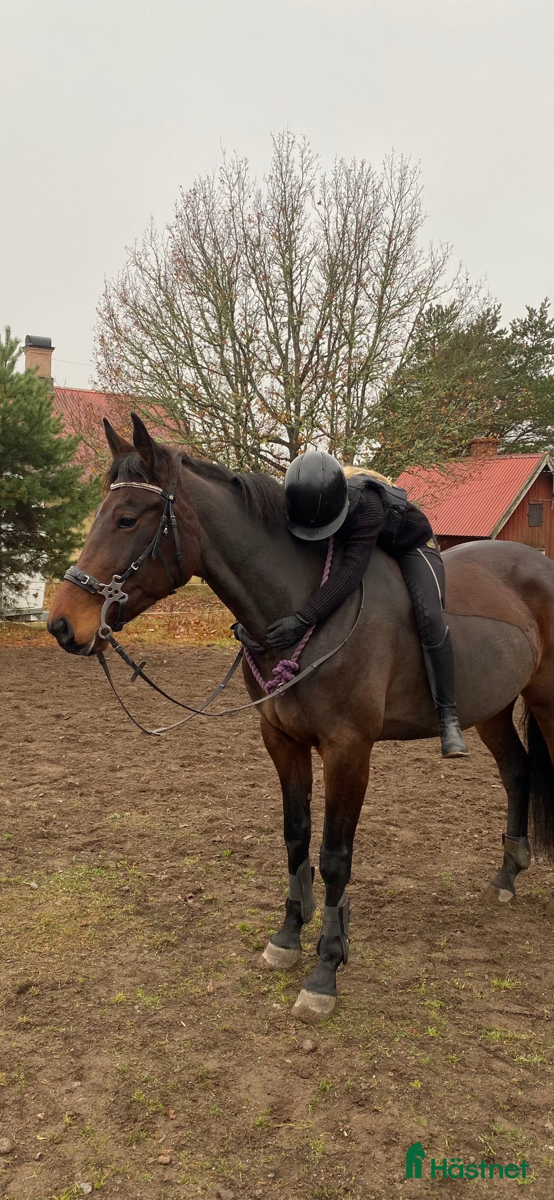 Allround hästar till salu: Lyxigt varmblod letar ny kompis💞 i Sorunda - Annons 3