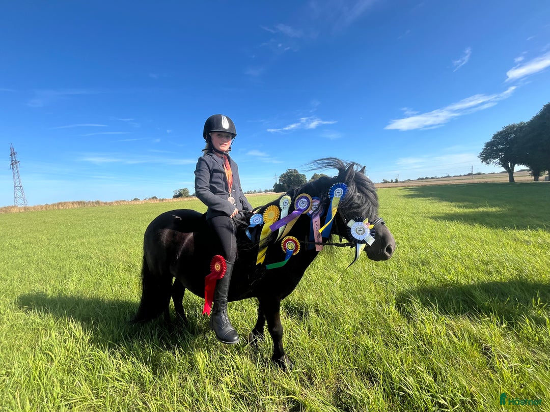 Allround hästar till salu: Barnens bästa vän i Trelleborg - Annons 8