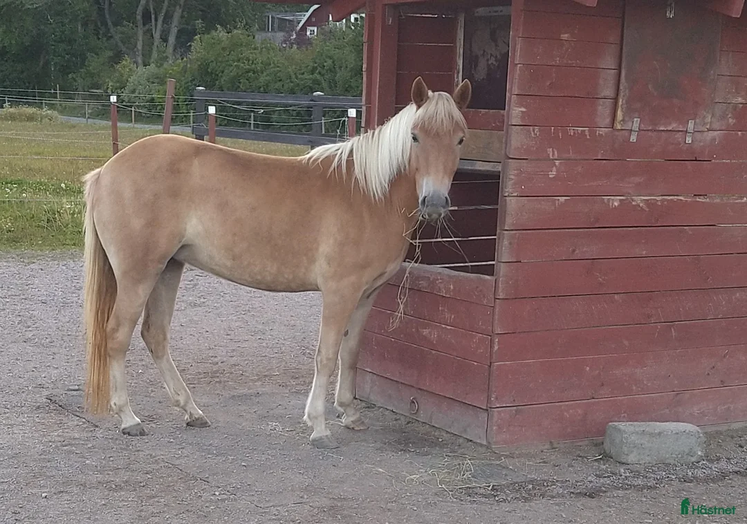 Allround hästar till salu: Trevligt russto säljes i Enköping - Annons 2