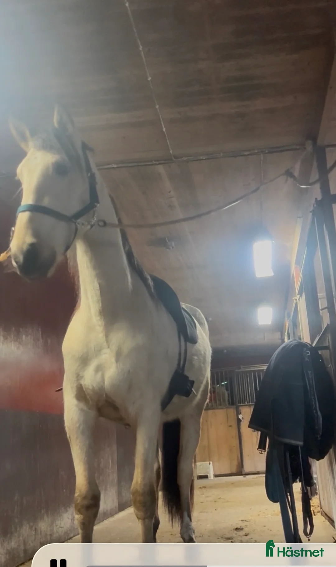 Working Equitation hästar till salu: PRE-valack 3 år i Asarum - Annons 5