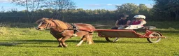 Allround hästar till salu: Barnponny med stort hjärta  - Annons 2