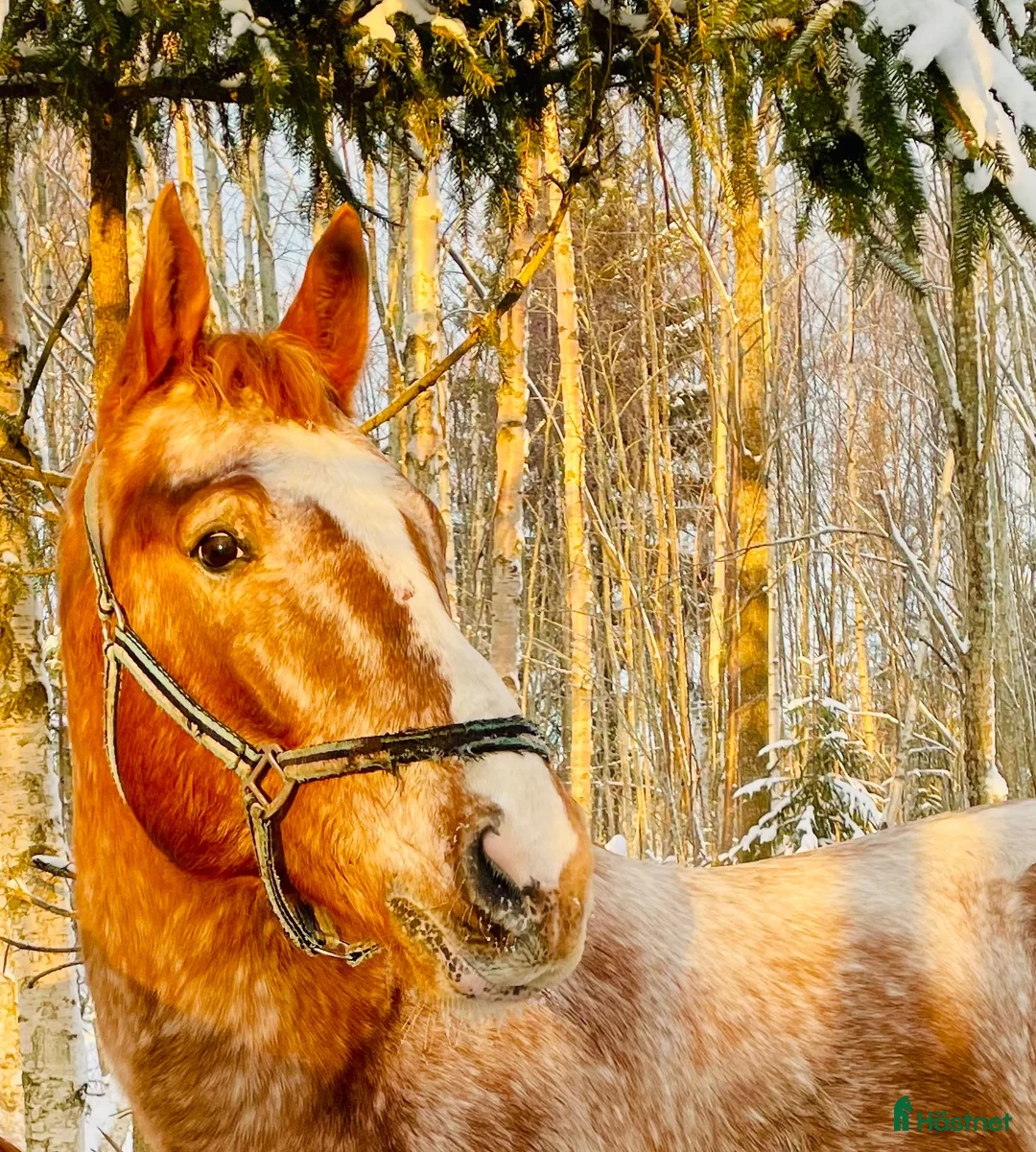 Allround hästar till salu: Guldklimpen är till salu! i Söråker - Annons 1