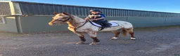 Hoppning hästar till salu: Ljuvlig D ponny 💕 - Annons 1