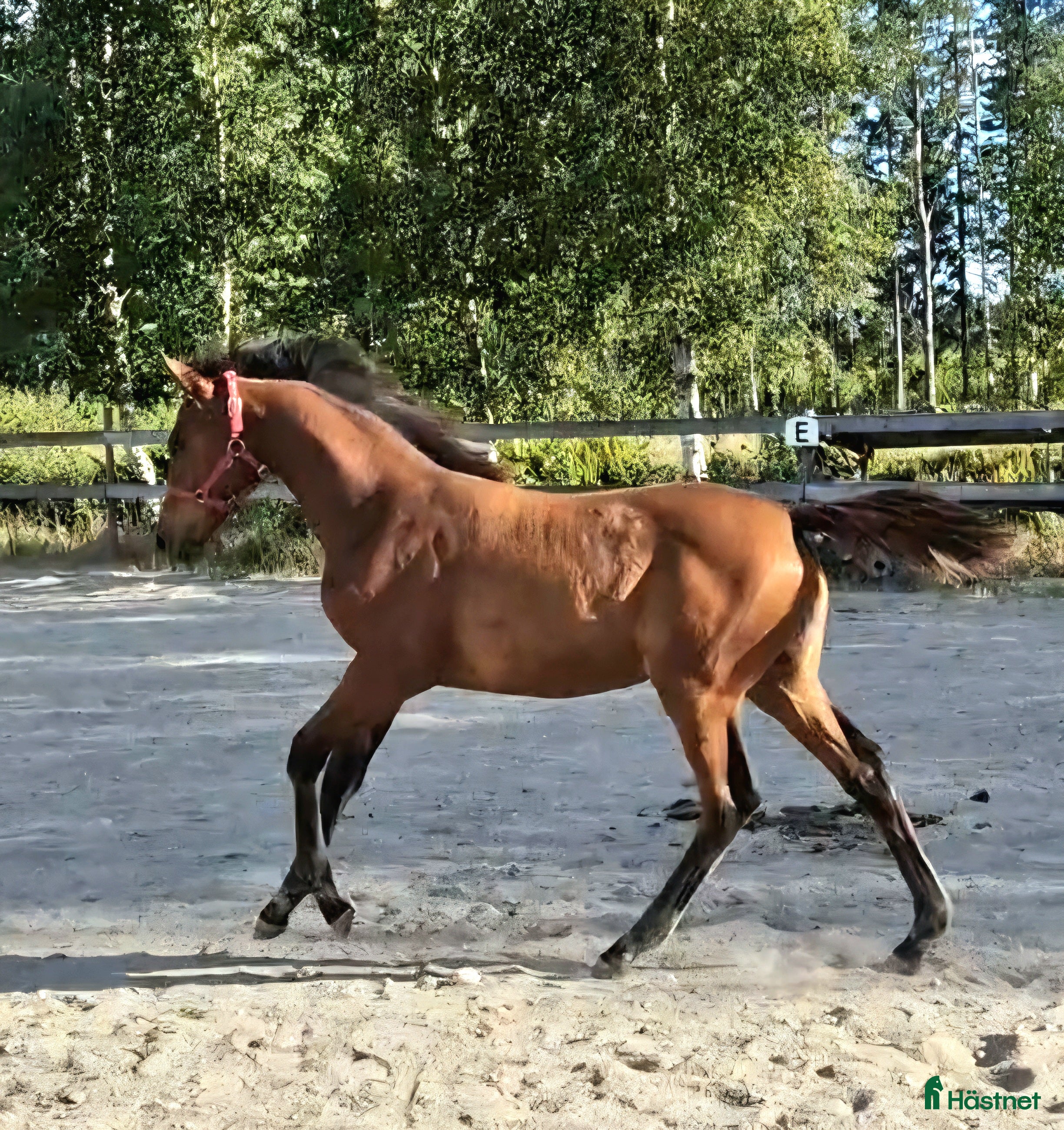 Övrigt hästar till salu: Harmoniskt stoföl  i Bruzaholm - Annons 1