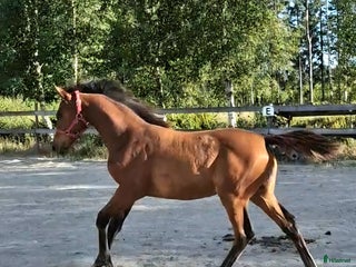 Övrigt hästar till salu: Harmoniskt stoföl i Bruzaholm - Annons 1