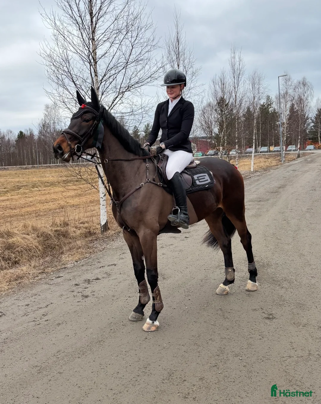 Hoppning hästar till salu: Fint SWB sto -20 i Djurås - Annons 1